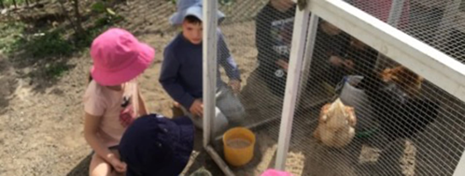 Children helping with the chickens